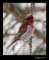 Redpoll Finch - Checking out the view